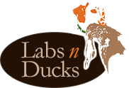 Labs n Ducks, How to Train Your Lab to Hunt by Frank Bellistri