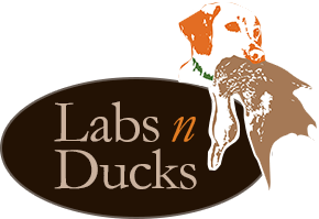 LabsnDucks