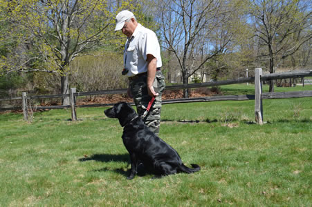 Start the dog in a sitting position.