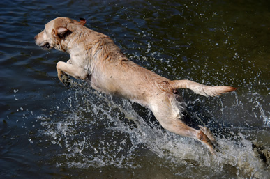 Conditioning Your Canine Athlete